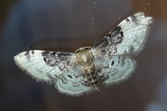 Idaea filicata