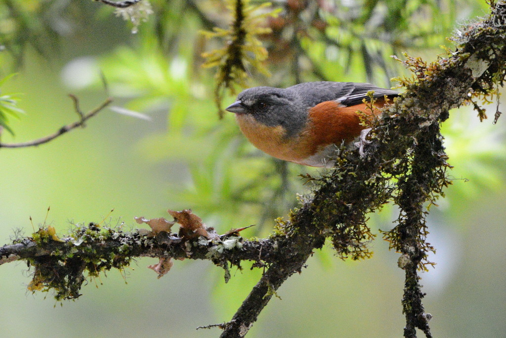 Buff-Throated Warbling-Finch
