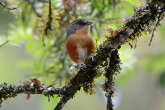 Microspingus lateralis