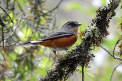 Microspingus lateralis