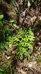Psacalium cirsiifolium