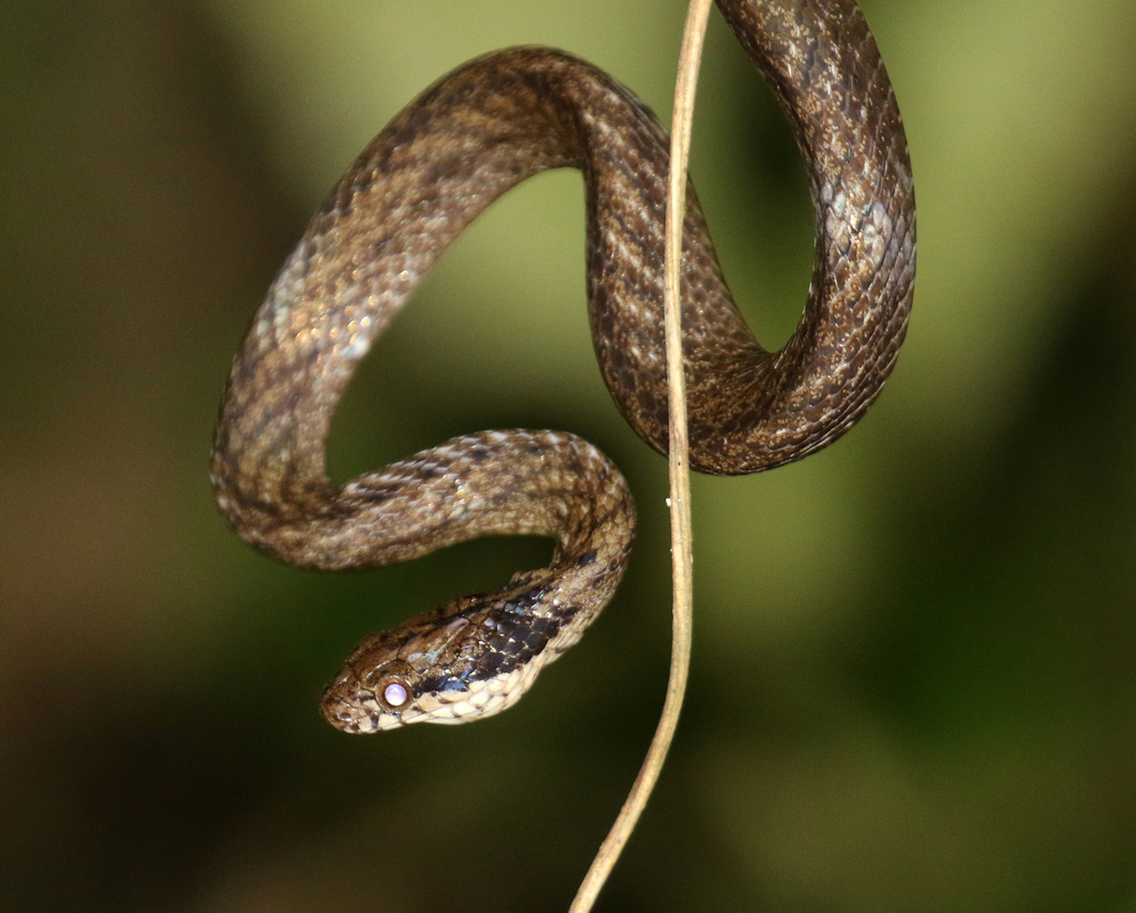 Lined Forest Snake