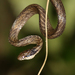 Lined Forest Snake - Photo (c) Robin Gwen Agarwal, some rights reserved (CC BY-NC), uploaded by Robin Gwen Agarwal