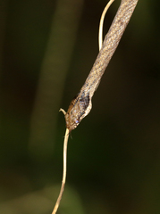 Compsophis infralineatus