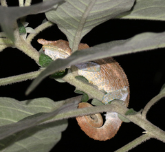 Calumma crypticum