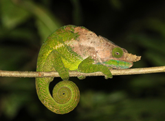 Calumma oshaughnessyi