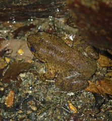 Mantidactylus grandidieri