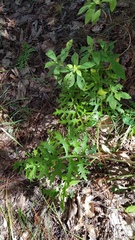 Psacalium cirsiifolium