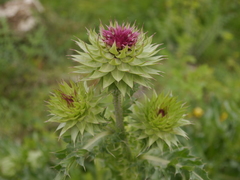 Carduus