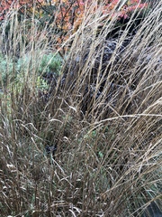 Calamagrostis × acutiflora
