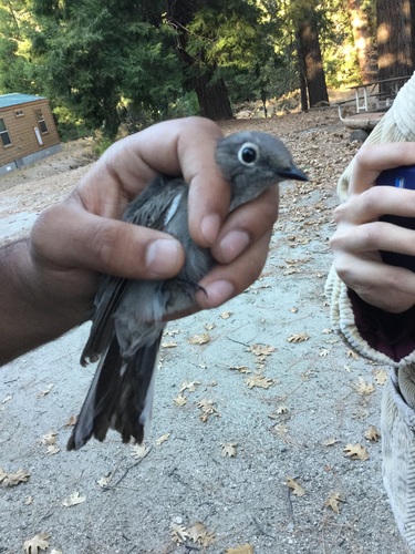 iNaturalist observation photo of Townsend's Solitaire
