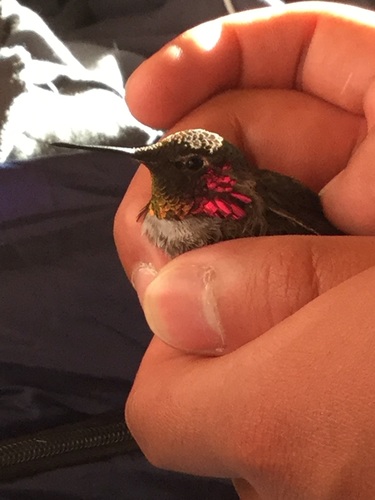 iNaturalist observation photo of Anna's Hummingbird
