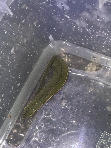 Hirudinaria manillensis observed 2025-08-17