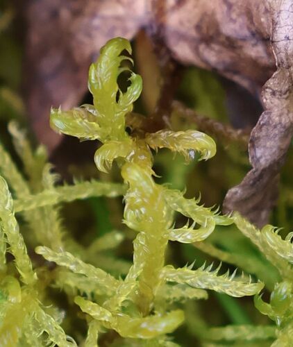 Varnished Hook-moss (Hamatocaulis vernicosus)