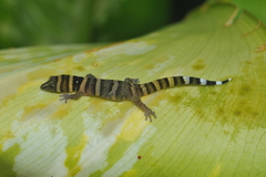Sphaerodactylus nigropunctatus