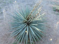 Yucca rigida
