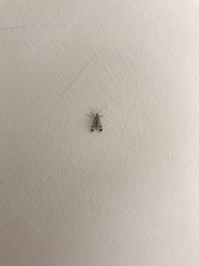 Panorpa lacedaemonia