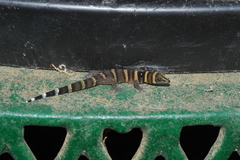 Sphaerodactylus nigropunctatus