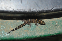 Sphaerodactylus nigropunctatus