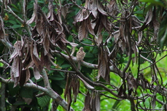Columbina inca