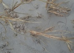 Distichlis spicata spicata