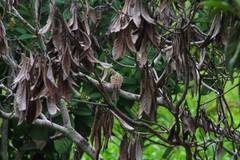 Columbina inca