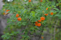 Lonicera microphylla