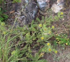 Berkheya carlinifolia