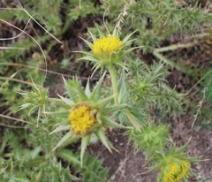 Berkheya carlinifolia