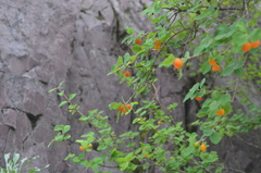 Lonicera microphylla