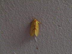 Pseudalus