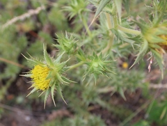 Berkheya carlinifolia