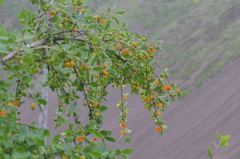 Lonicera microphylla