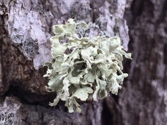 Ramalina obtusata