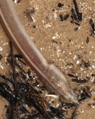 Bascanichthys bascanium