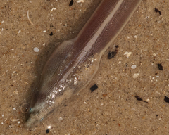 Bascanichthys bascanium