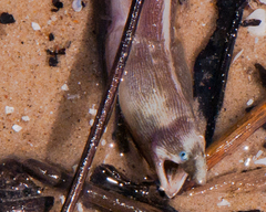 Bascanichthys bascanium