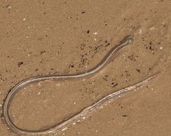 Bascanichthys bascanium