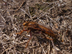 Asilus crabroniformis