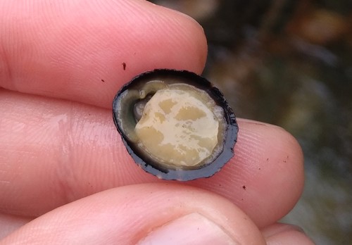 Lottia peitaihoensis