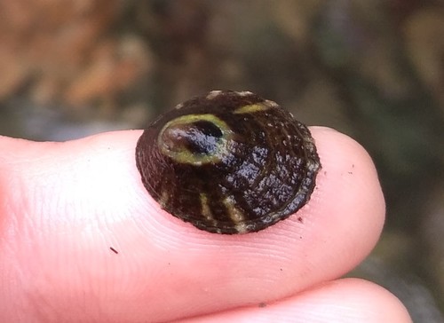 Lottia peitaihoensis