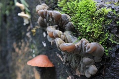 Auricularia mesenterica