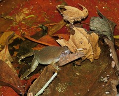 Chiasmocleis avilapiresae