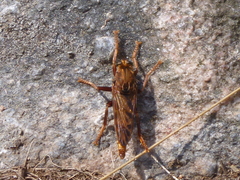 Asilus crabroniformis