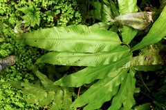 Meniscium reticulatum