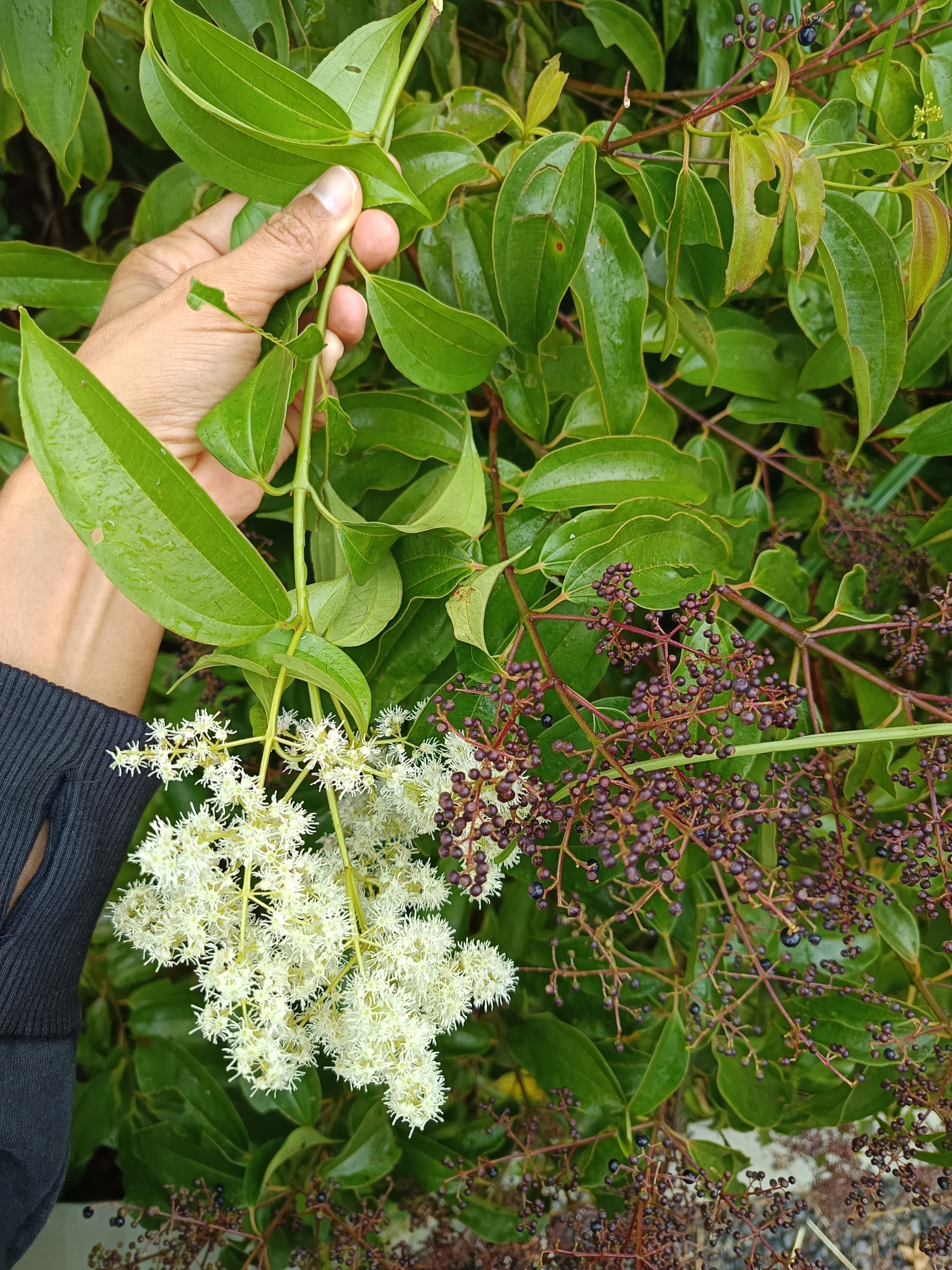 Miconia minutiflora