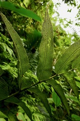 Meniscium reticulatum