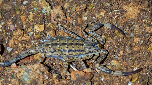 Photo of Lesser Brown Scorpion (Isometrus maculatus)