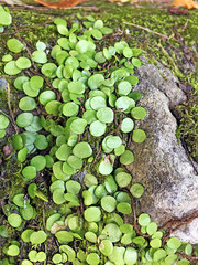 Lemmaphyllum microphyllum