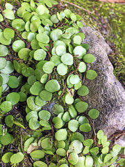 Lemmaphyllum microphyllum